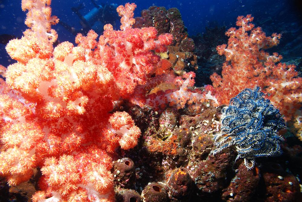 DSC08443.JPG - blauwe veerster en zacht rood koraal