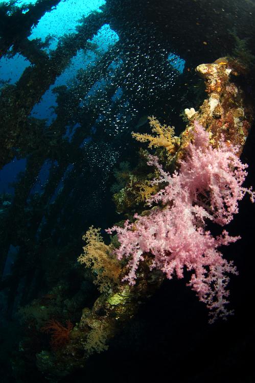 DSC70220.JPG - zacht koraal en glasvissen op de carnatic