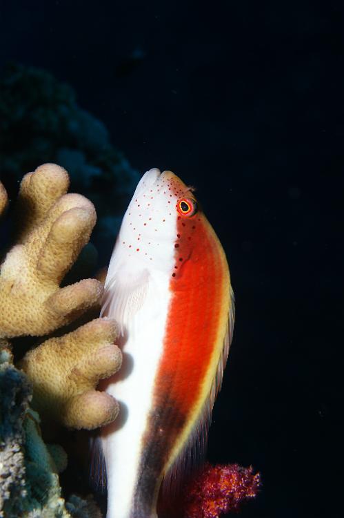 DSC70609.JPG - rood witte vis op koraal