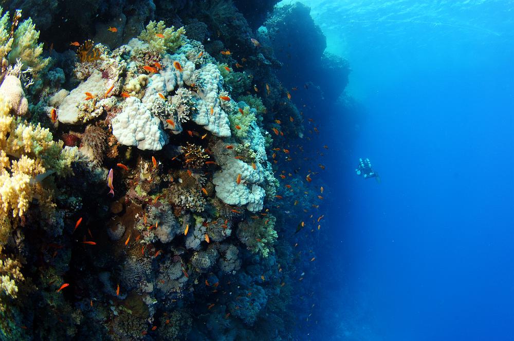 DSC70738.JPG - koraal op de rifwand