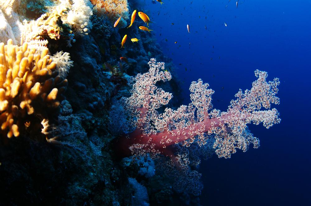 DSC70546.JPG - zacht koraal op de rifwand
